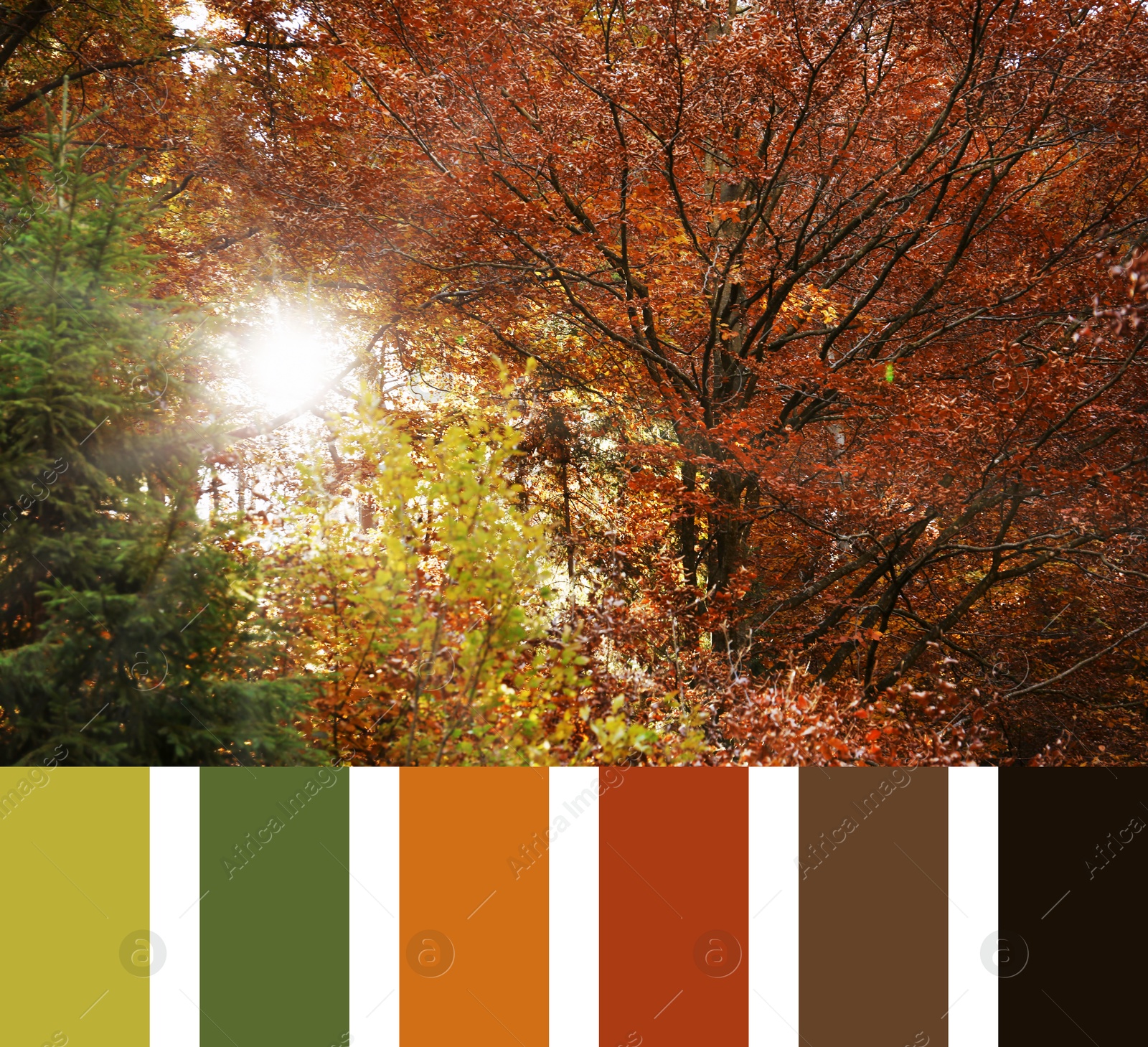 Image of Shades of fall. Picture of beautiful trees in autumn and matching color palette