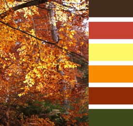 Image of Shades of autumn. Picture of beautiful trees with golden leaves and matching color palette