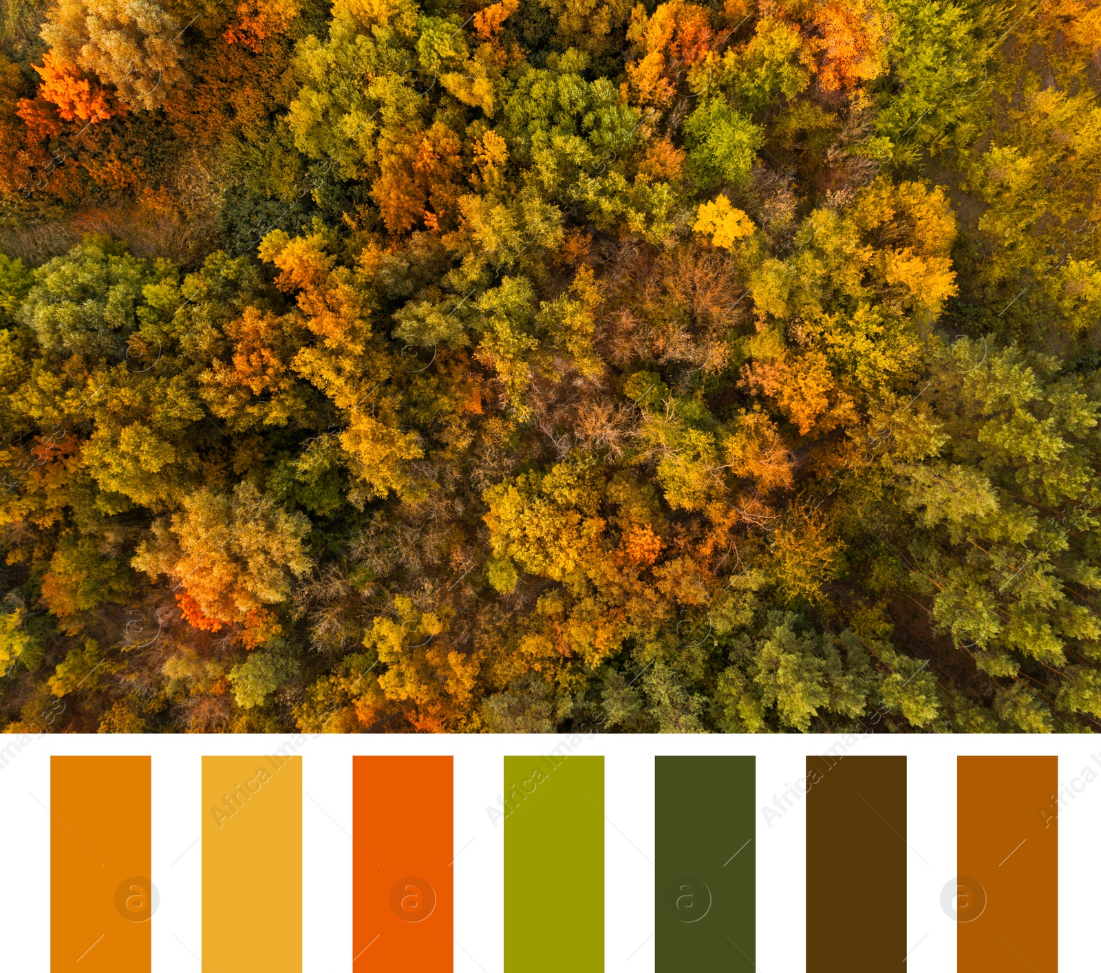 Image of Shades of fall. Aerial photo of autumn forest and matching color palette