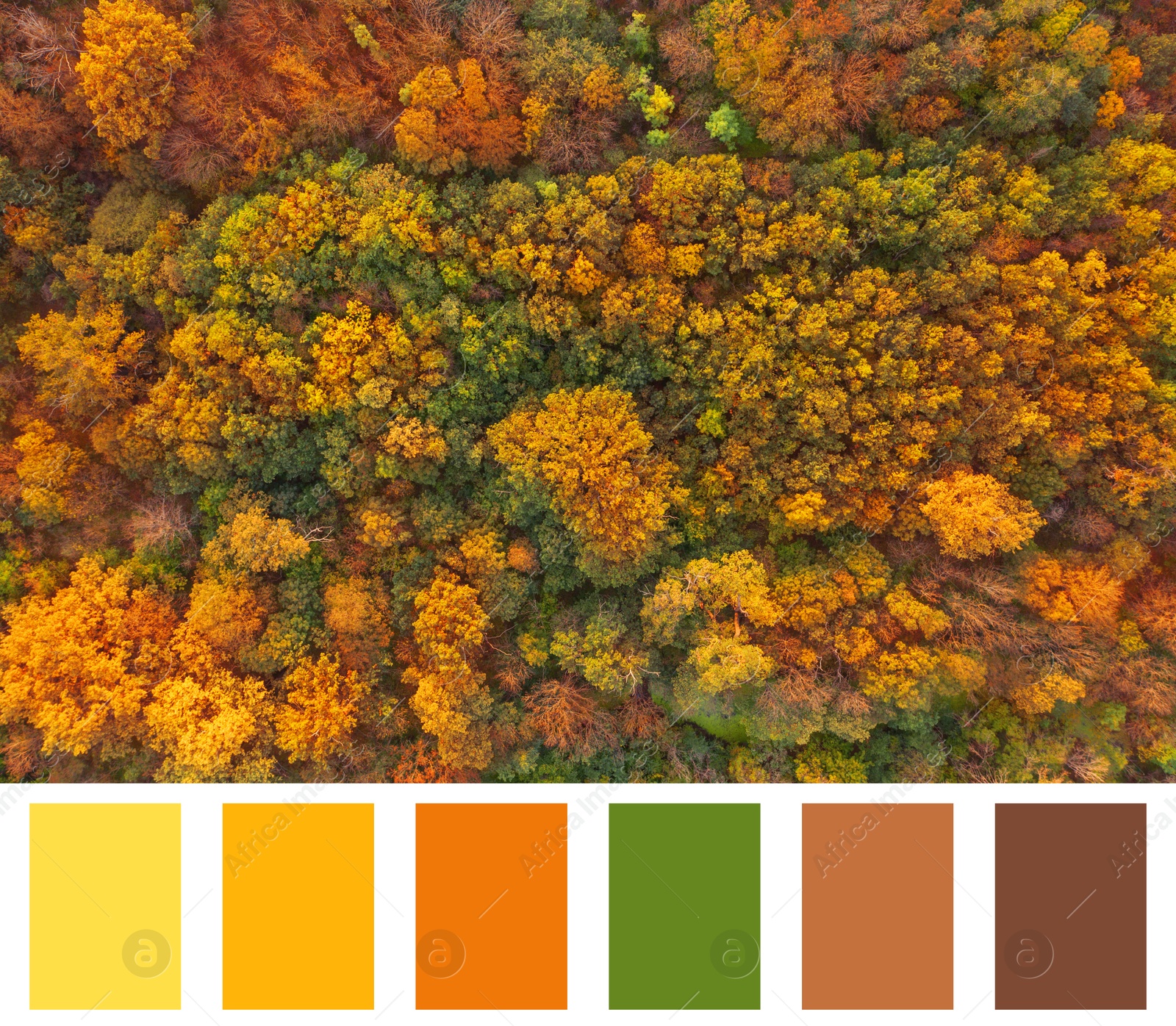 Image of Shades of fall. Aerial photo of autumn forest and matching color palette