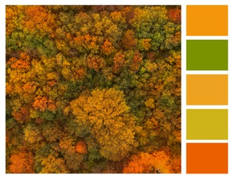 Image of Shades of fall. Aerial photo of autumn forest and matching color palette