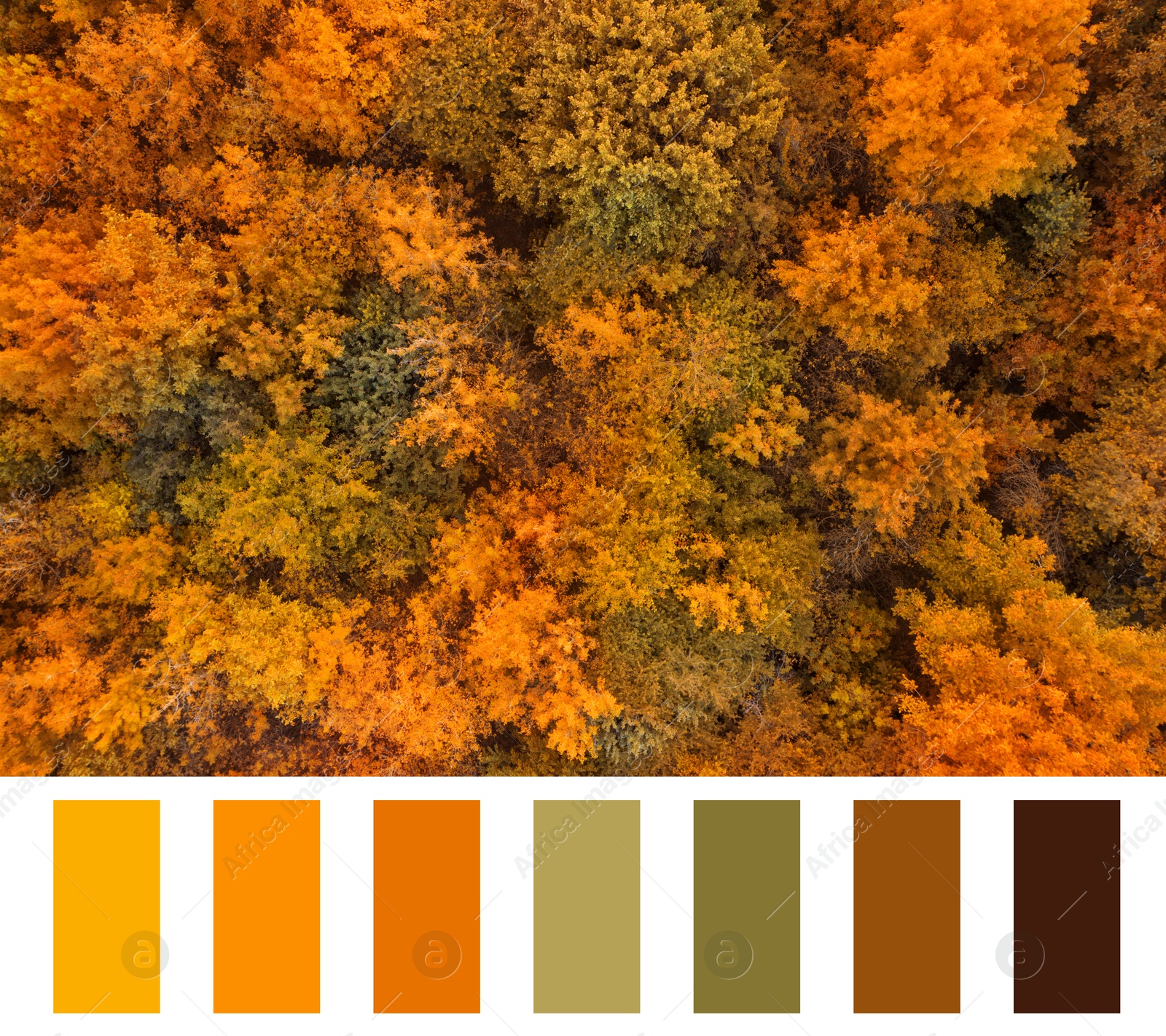 Image of Shades of fall. Aerial photo of autumn forest and matching color palette