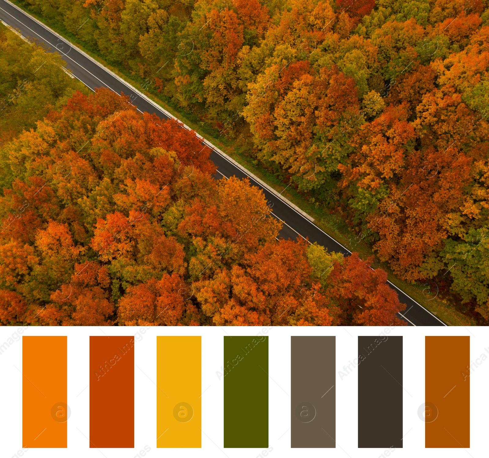 Image of Shades of fall. Aerial photo of road through autumn forest and matching color palette