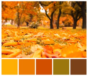 Image of Shades of autumn. Picture of orange leaves on grass in park and matching color palette