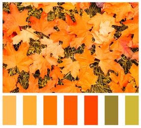 Image of Shades of autumn. Picture of orange leaves on grass and matching color palette