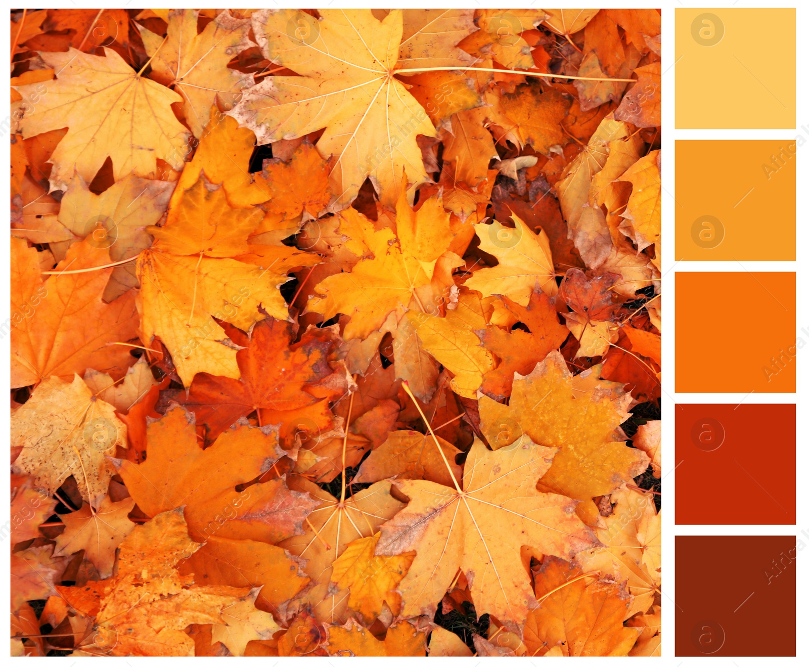 Image of Shades of fall. Picture of autumn leaves and matching color palette