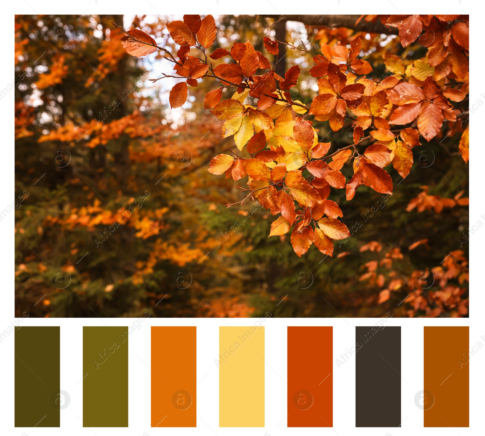 Image of Shades of autumn. Picture of tree branch with golden leaves in forest and matching color palette