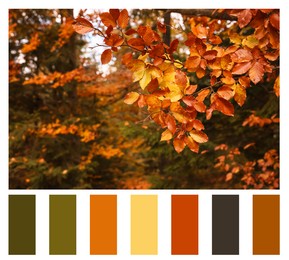 Image of Shades of autumn. Picture of tree branch with golden leaves in forest and matching color palette