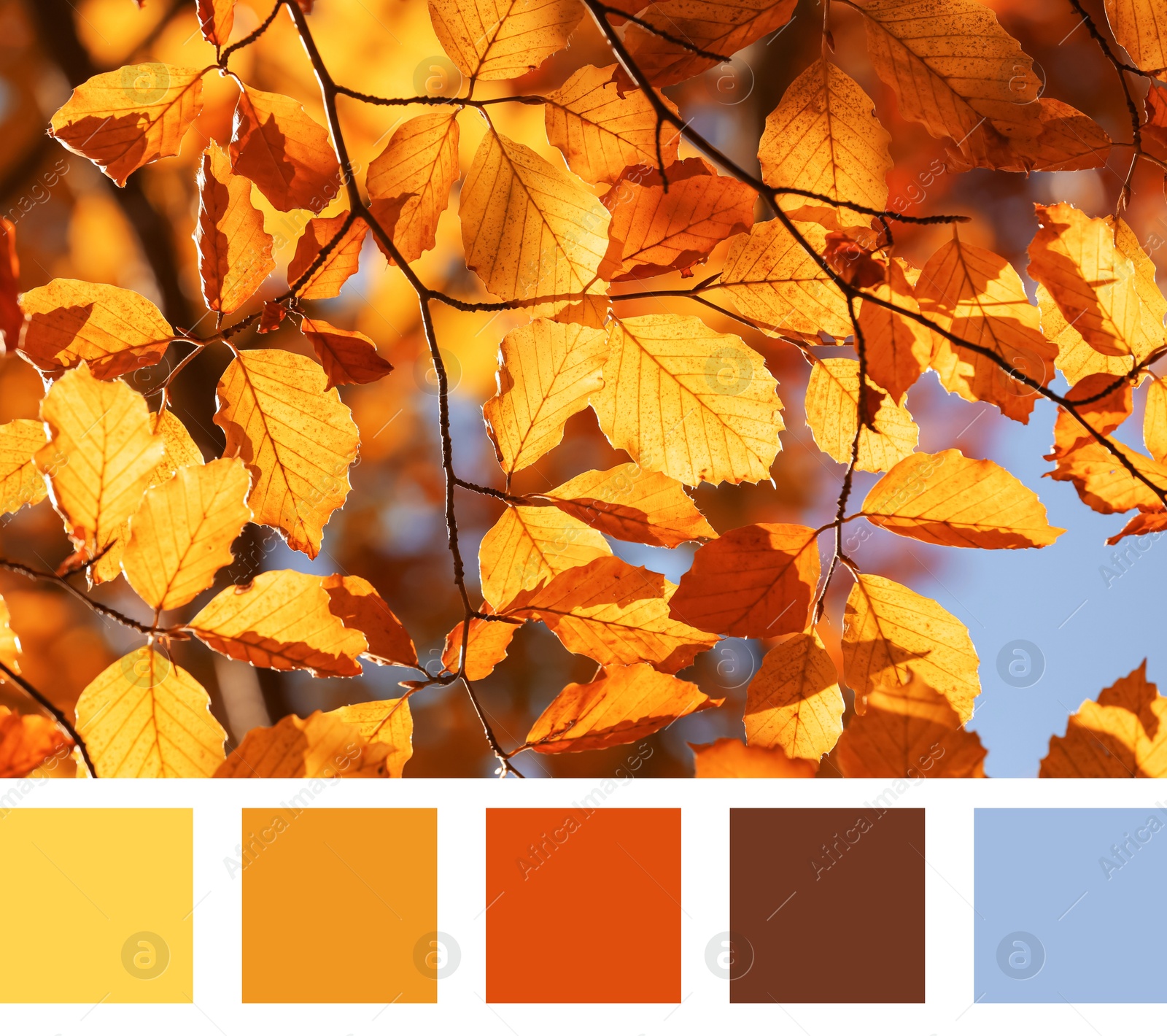 Image of Shades of autumn. Picture of tree branch with golden leaves and matching color palette