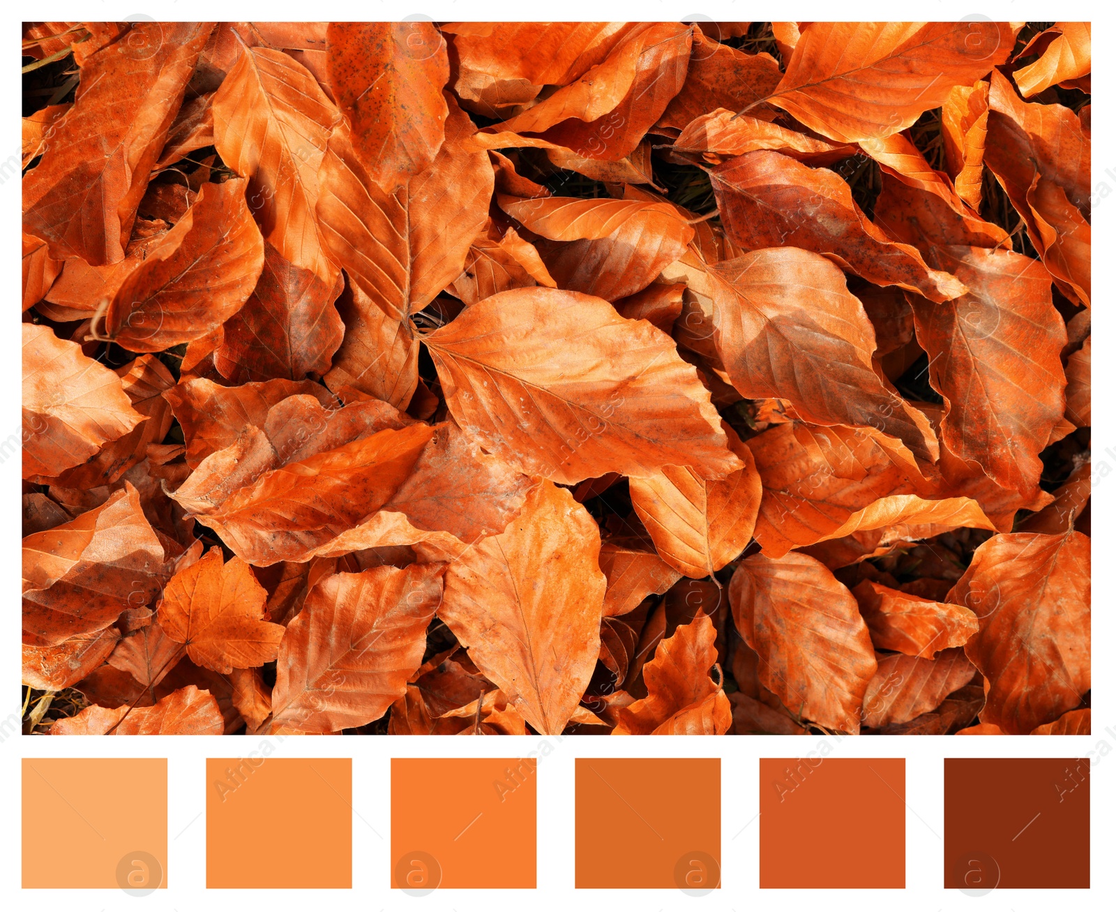 Image of Shades of fall. Picture of autumn leaves and matching color palette