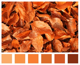 Image of Shades of fall. Picture of autumn leaves and matching color palette