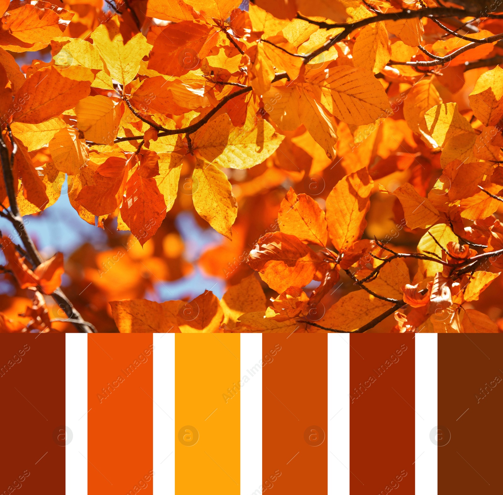 Image of Shades of autumn. Picture of tree branch with golden leaves and matching color palette