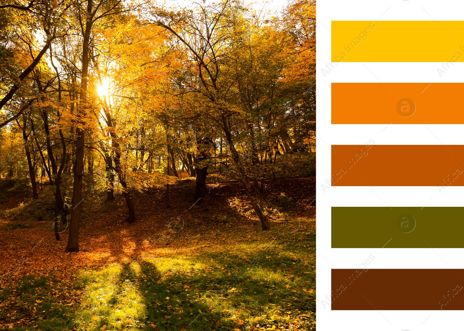 Image of Shades of fall. Beautiful autumn landscape and matching color palette