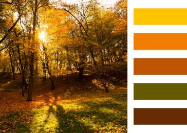 Image of Shades of fall. Beautiful autumn landscape and matching color palette