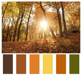 Image of Shades of fall. Beautiful autumn landscape and matching color palette