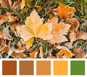 Image of Shades of autumn. Picture of orange leaves on grass and matching color palette