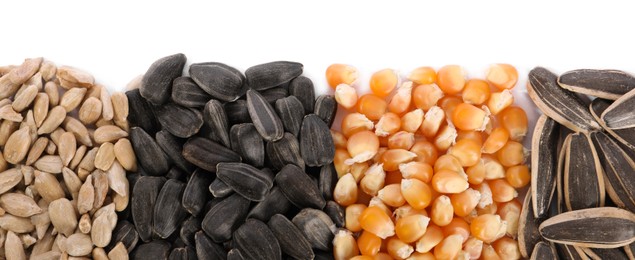 Different sunflower seeds and corn kernels isolated on white, top view