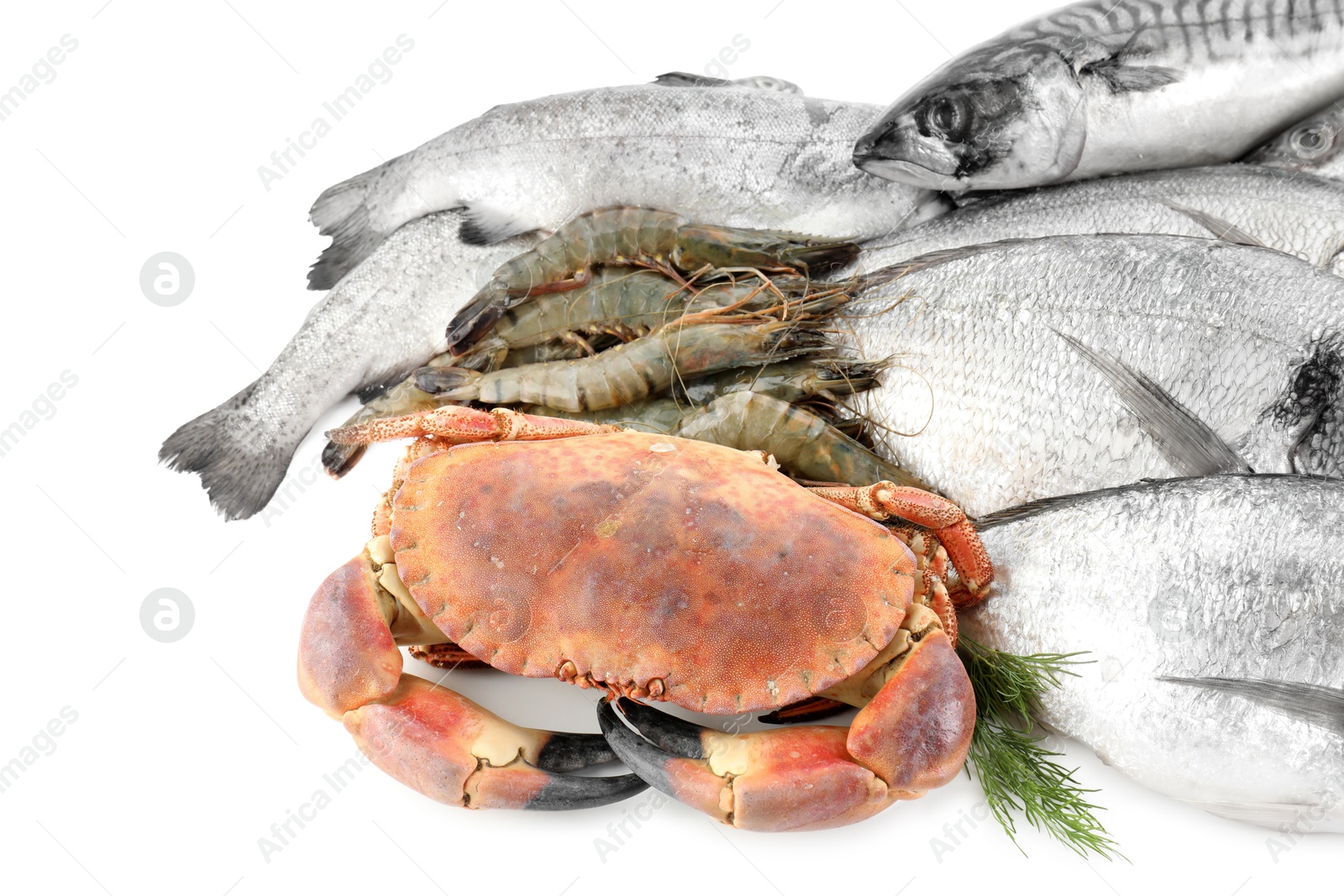 Photo of Fresh fish and different sea food isolated on white