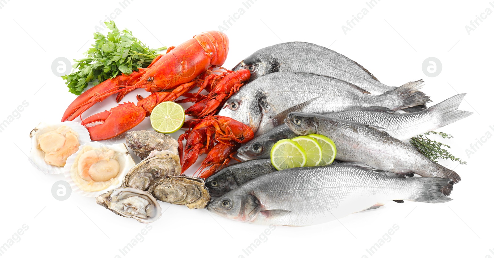 Photo of Fresh fish and different sea food isolated on white