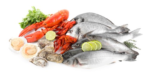 Fresh fish and different sea food isolated on white