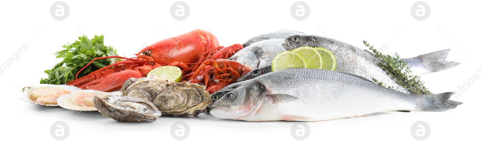 Photo of Fresh fish and different sea food isolated on white