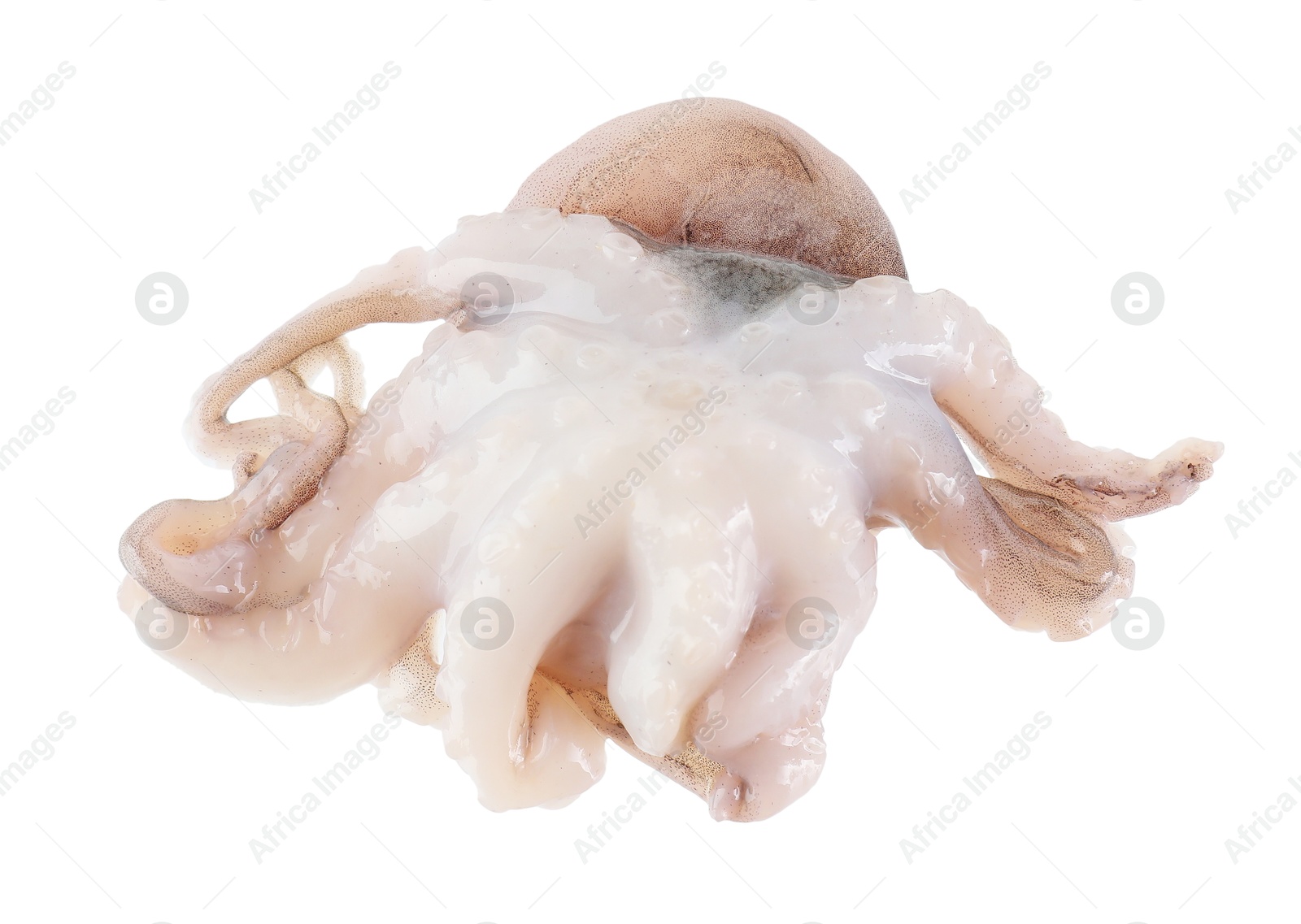 Photo of One fresh raw baby octopus isolated on white. Sea food