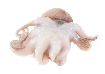 One fresh raw baby octopus isolated on white. Sea food