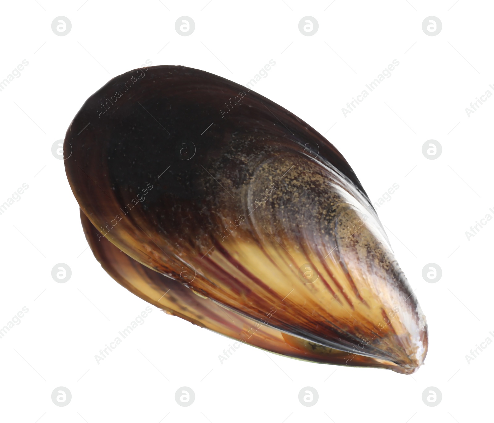 Photo of One raw mussel isolated on white. Sea food