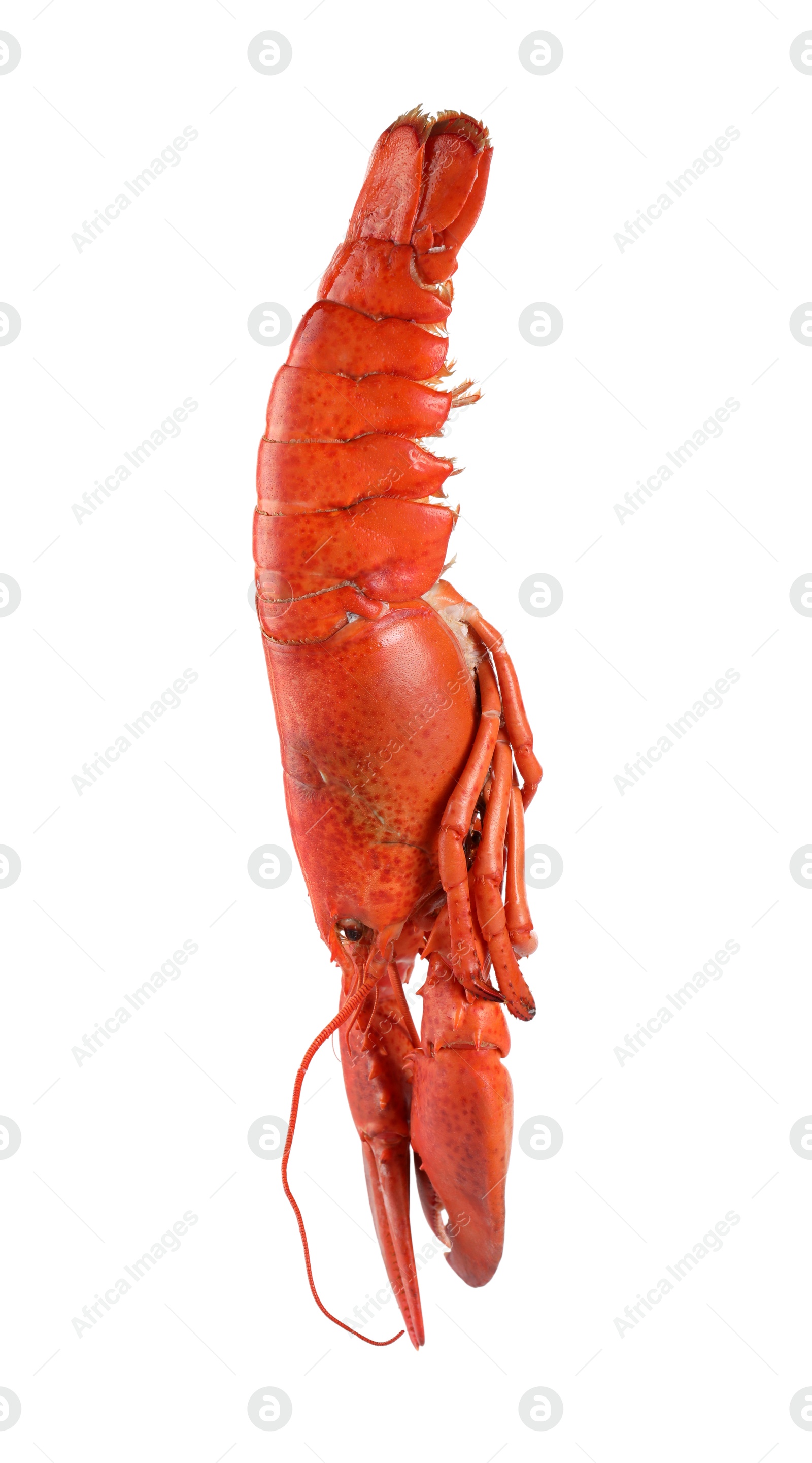 Photo of One red lobster isolated on white. Sea food