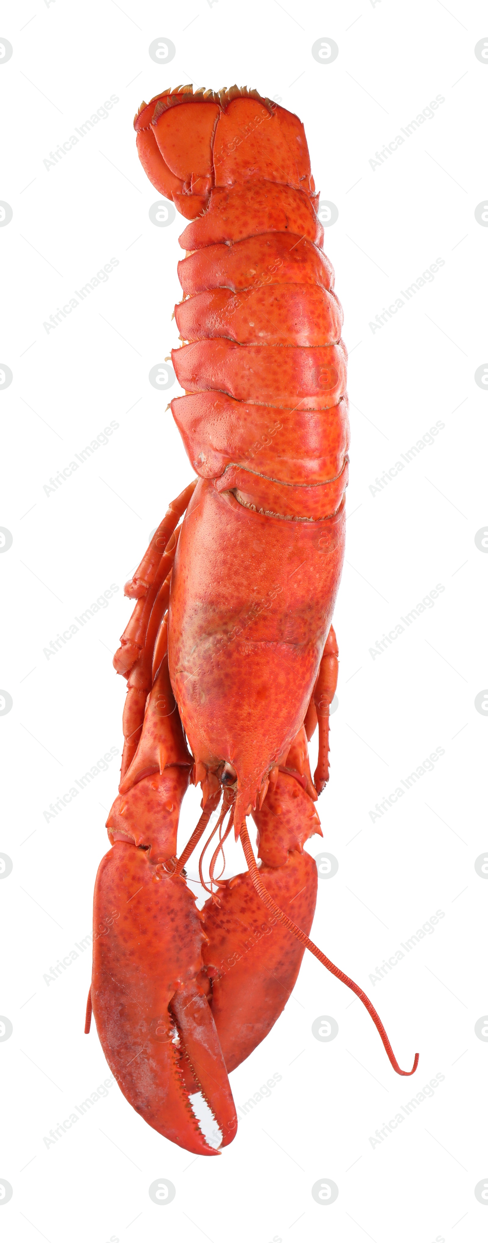 Photo of One red lobster isolated on white. Sea food