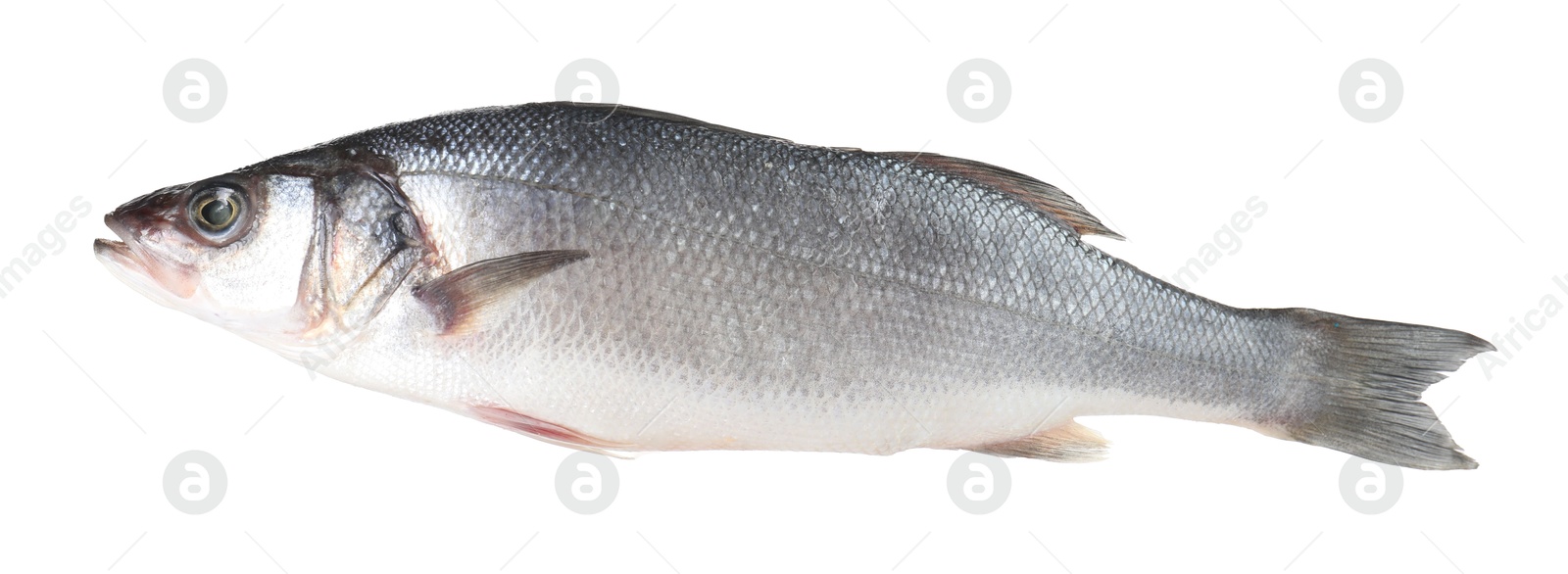 Photo of One raw sea bass fish isolated on white. Sea food