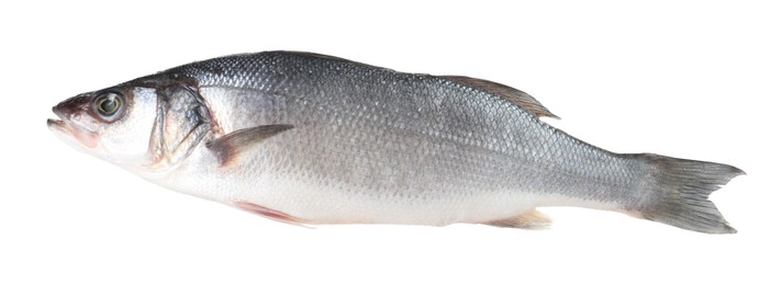 Photo of One raw sea bass fish isolated on white. Sea food