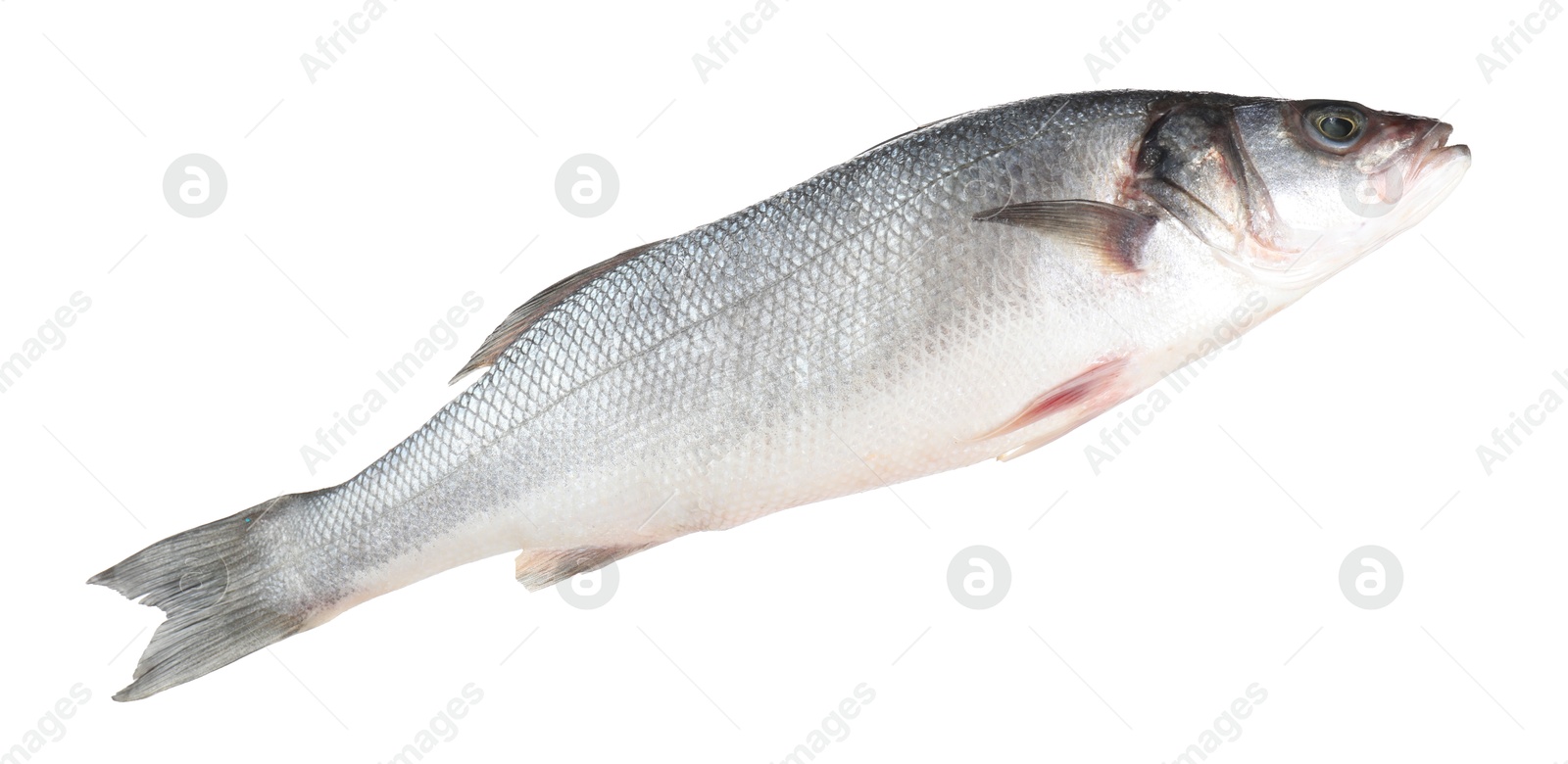 Photo of One raw sea bass fish isolated on white. Sea food