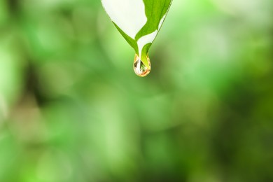 Essential oil dripping from fresh leaf against blurred green background, closeup