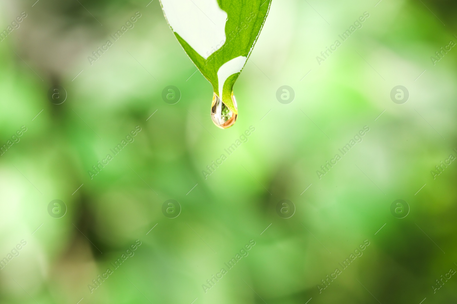 Photo of Essential oil dripping from fresh leaf against blurred green background, closeup