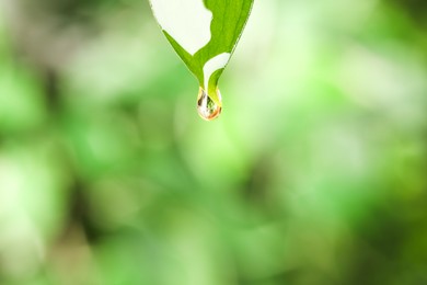 Photo of Essential oil dripping from fresh leaf against blurred green background, closeup