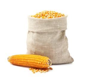 Photo of Fresh corn kernels in burlap sack and corncob isolated on white