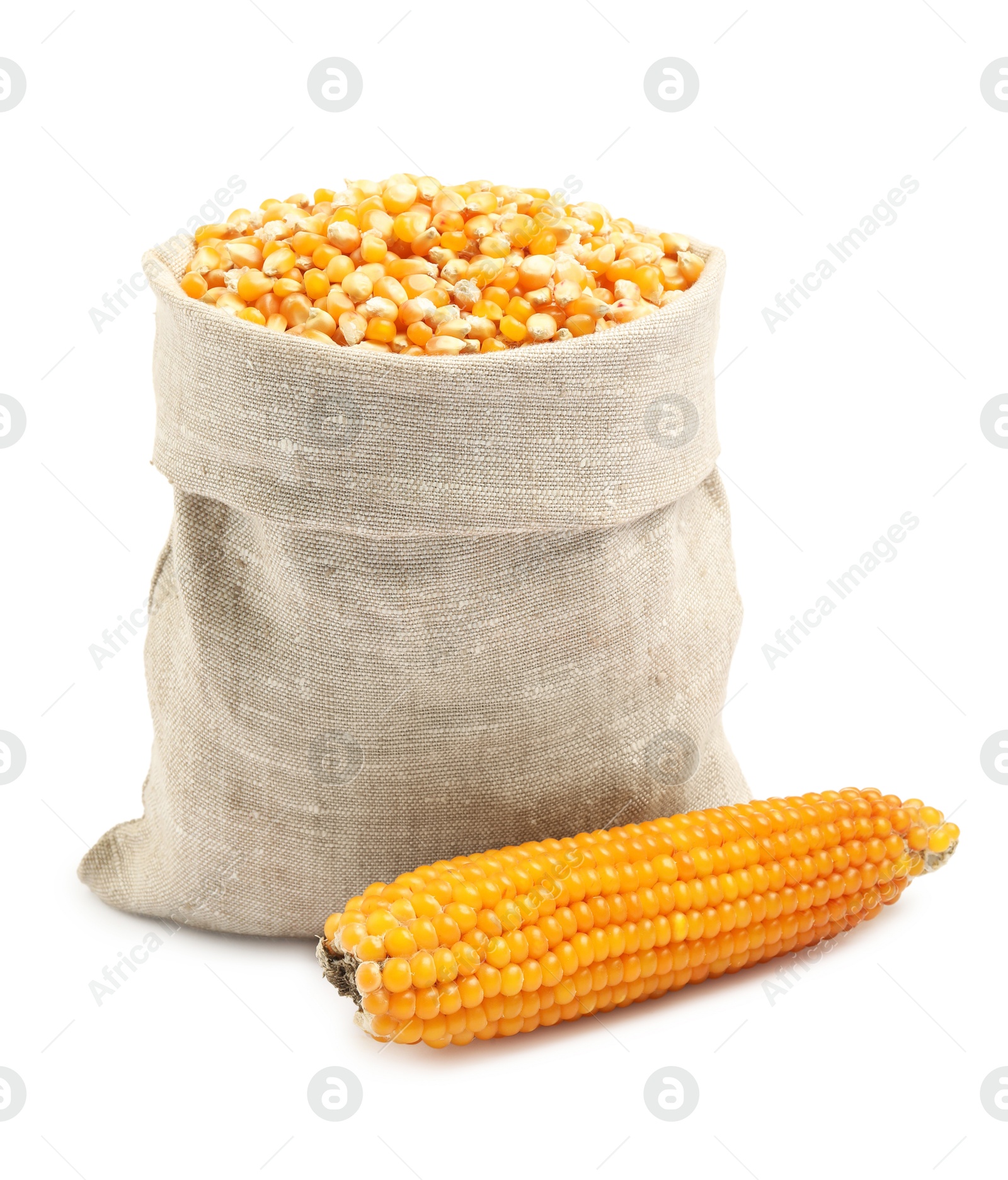 Photo of Fresh corn kernels in burlap sack and corncob isolated on white