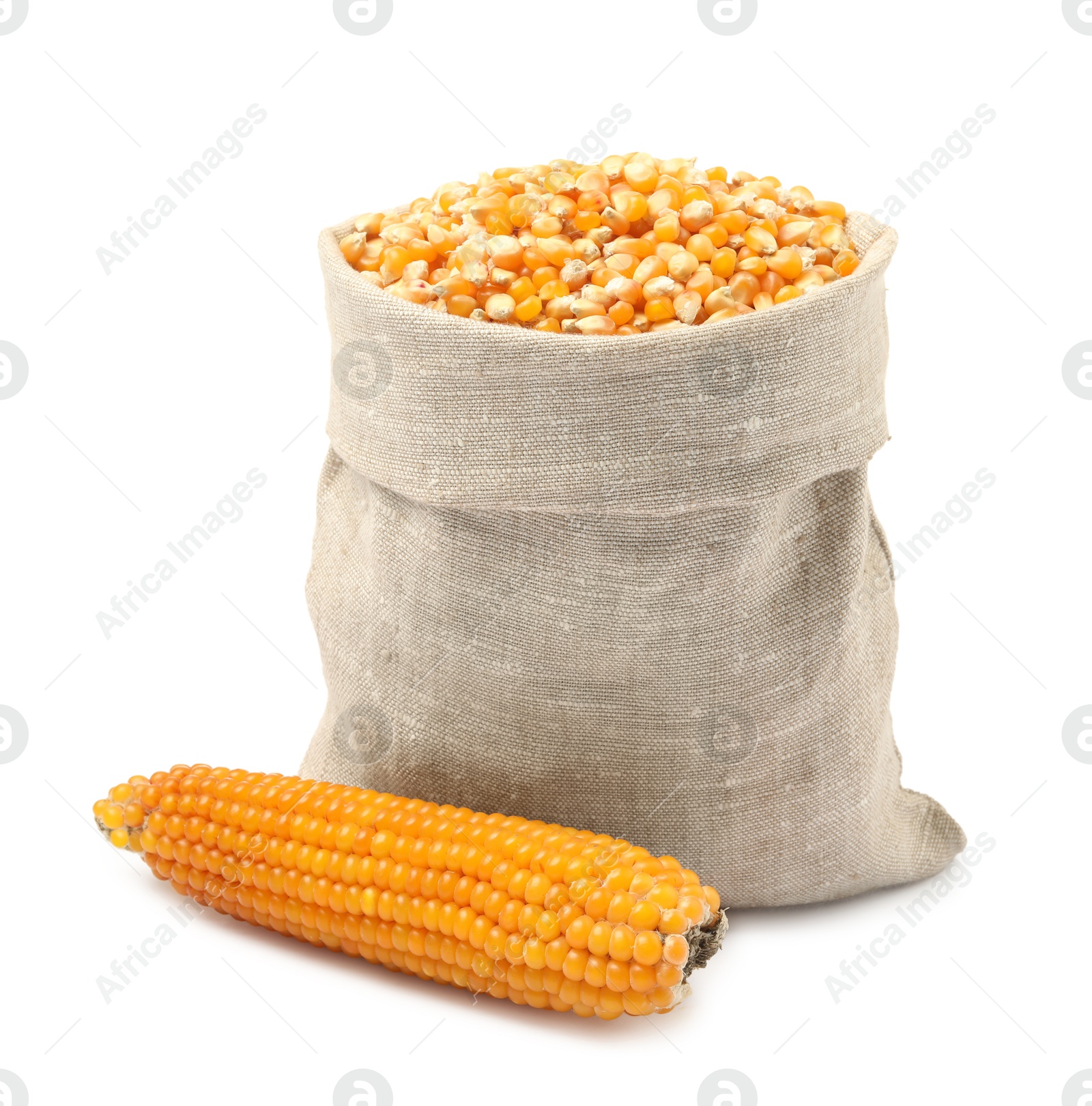 Photo of Fresh corn kernels in burlap sack and corncob isolated on white