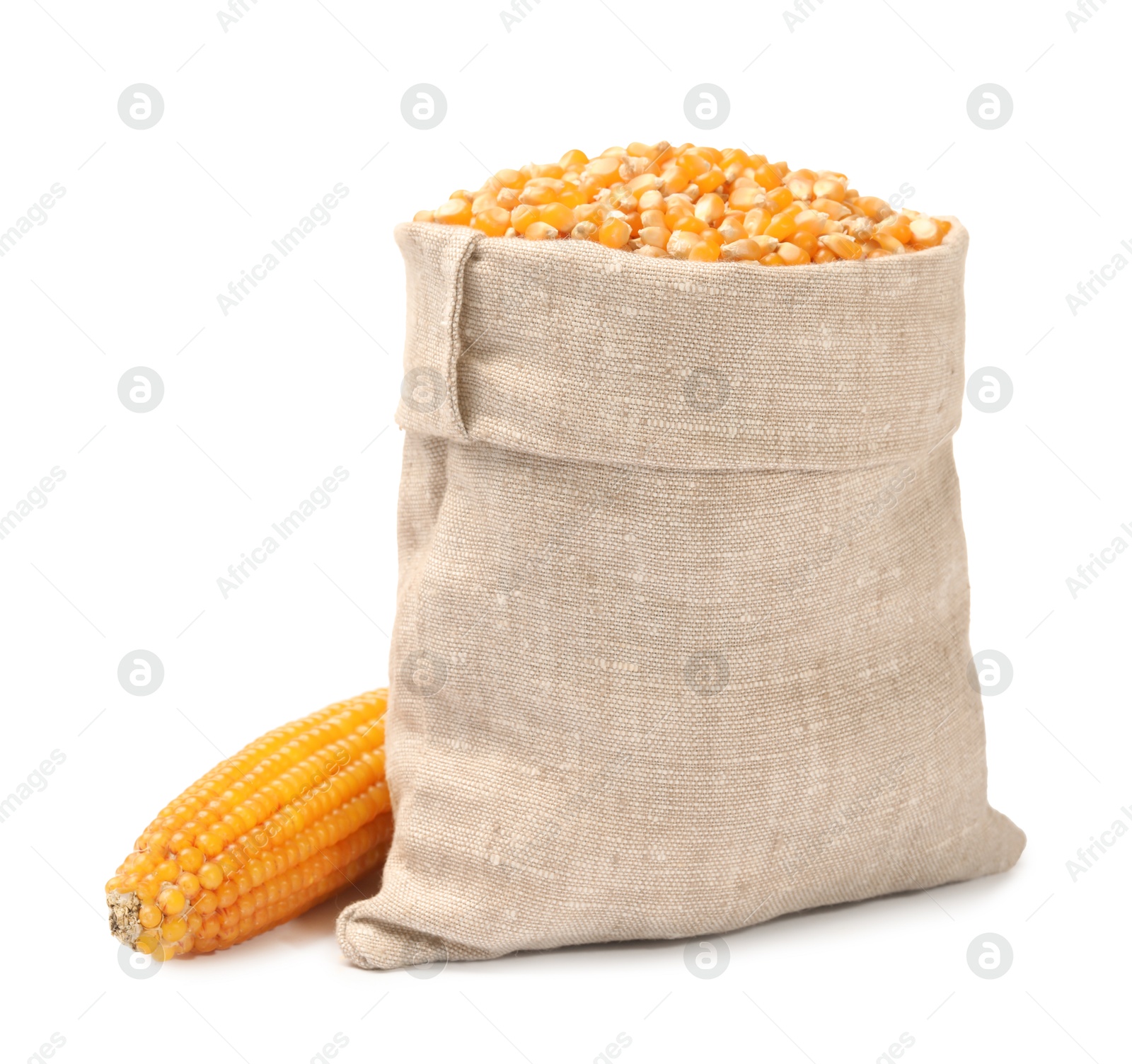 Photo of Fresh corn kernels in burlap sack and corncob isolated on white