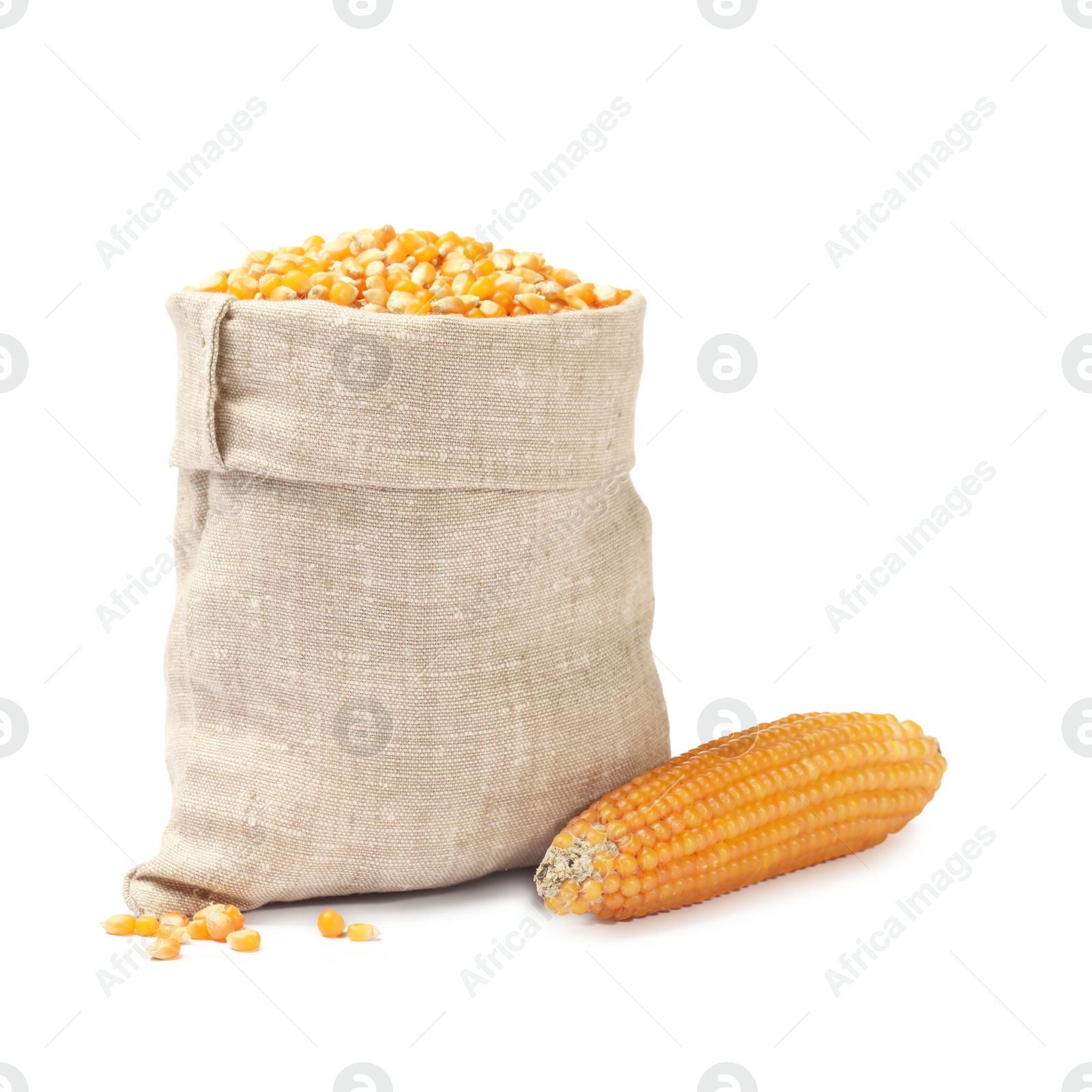 Photo of Fresh corn kernels in burlap sack and corncob isolated on white