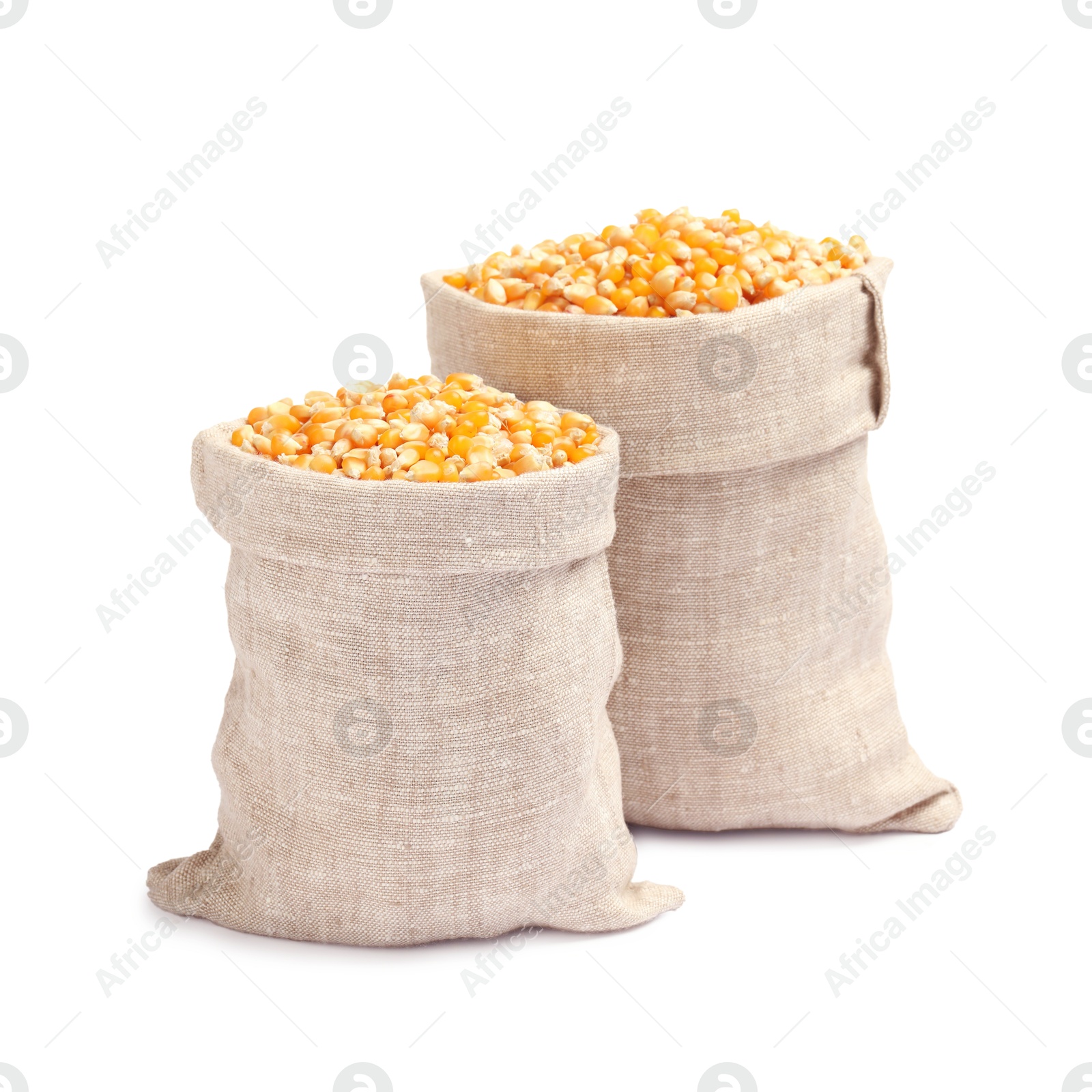 Photo of Fresh corn kernels in burlap sacks isolated on white