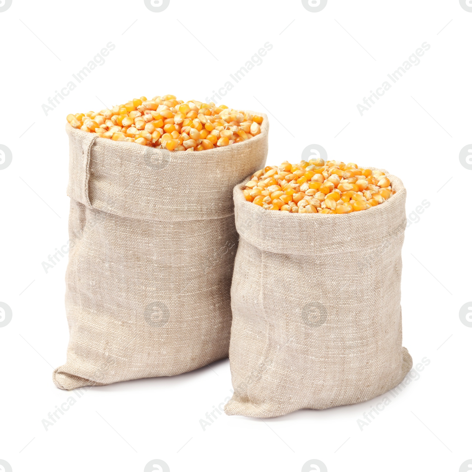 Photo of Fresh corn kernels in burlap sacks isolated on white