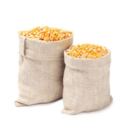 Photo of Fresh corn kernels in burlap sacks isolated on white