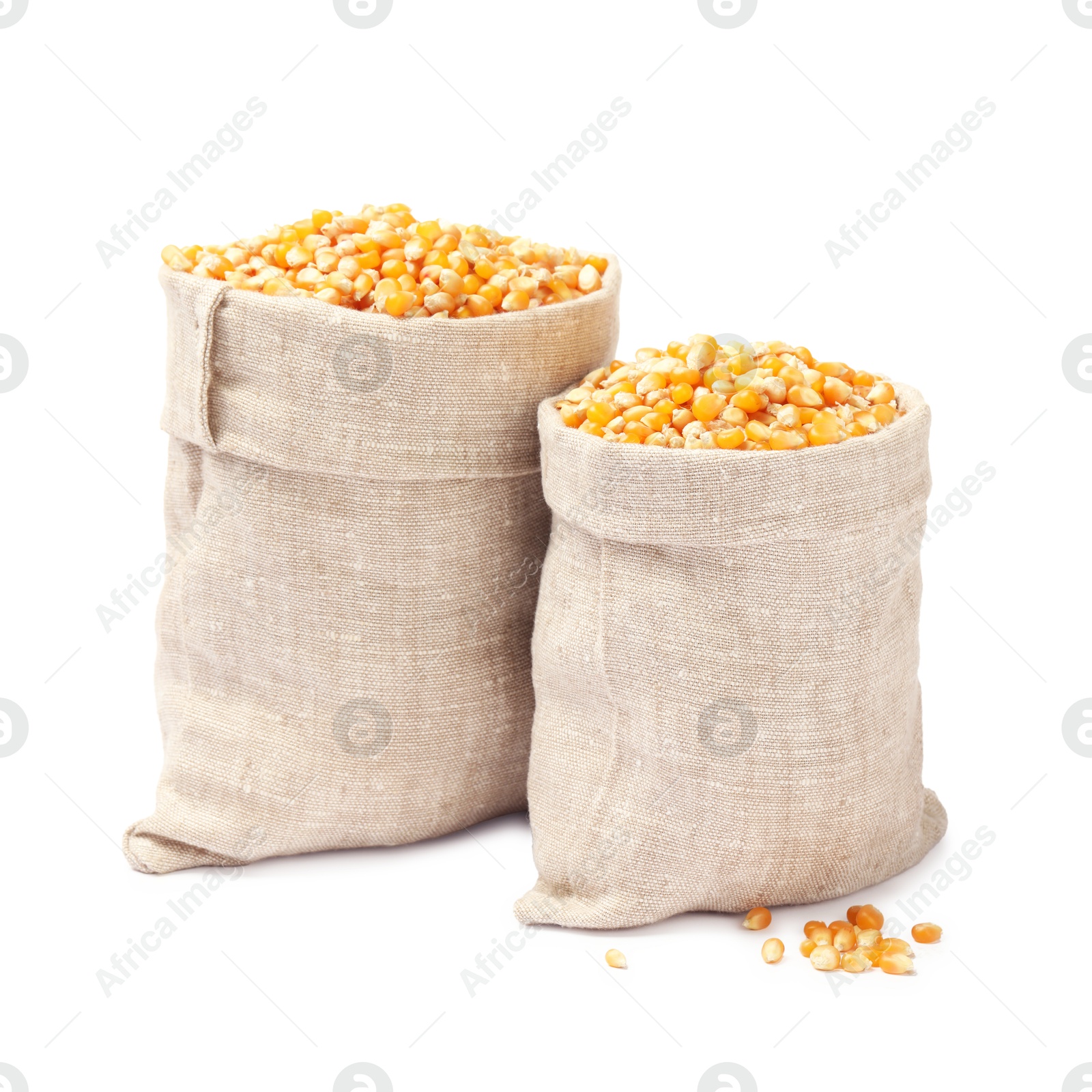 Photo of Fresh corn kernels in burlap sacks isolated on white