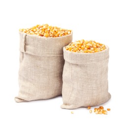 Photo of Fresh corn kernels in burlap sacks isolated on white