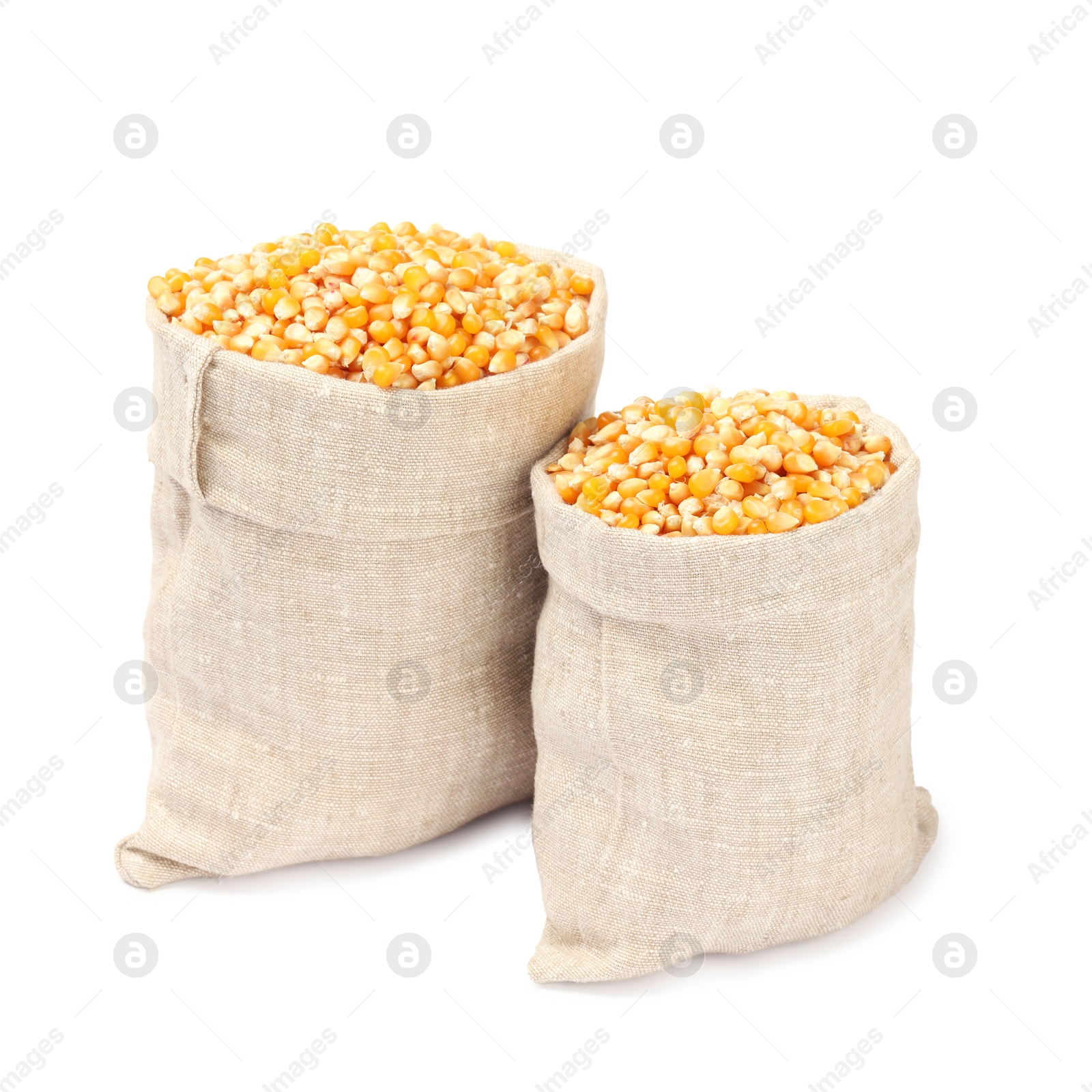 Photo of Fresh corn kernels in burlap sacks isolated on white