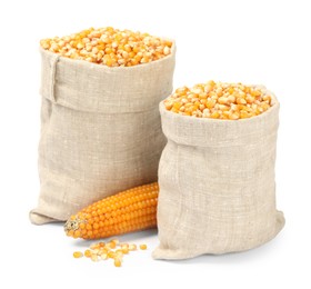 Photo of Fresh corn kernels in burlap sacks and corncob isolated on white