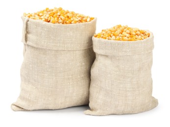 Photo of Fresh corn kernels in burlap sacks isolated on white