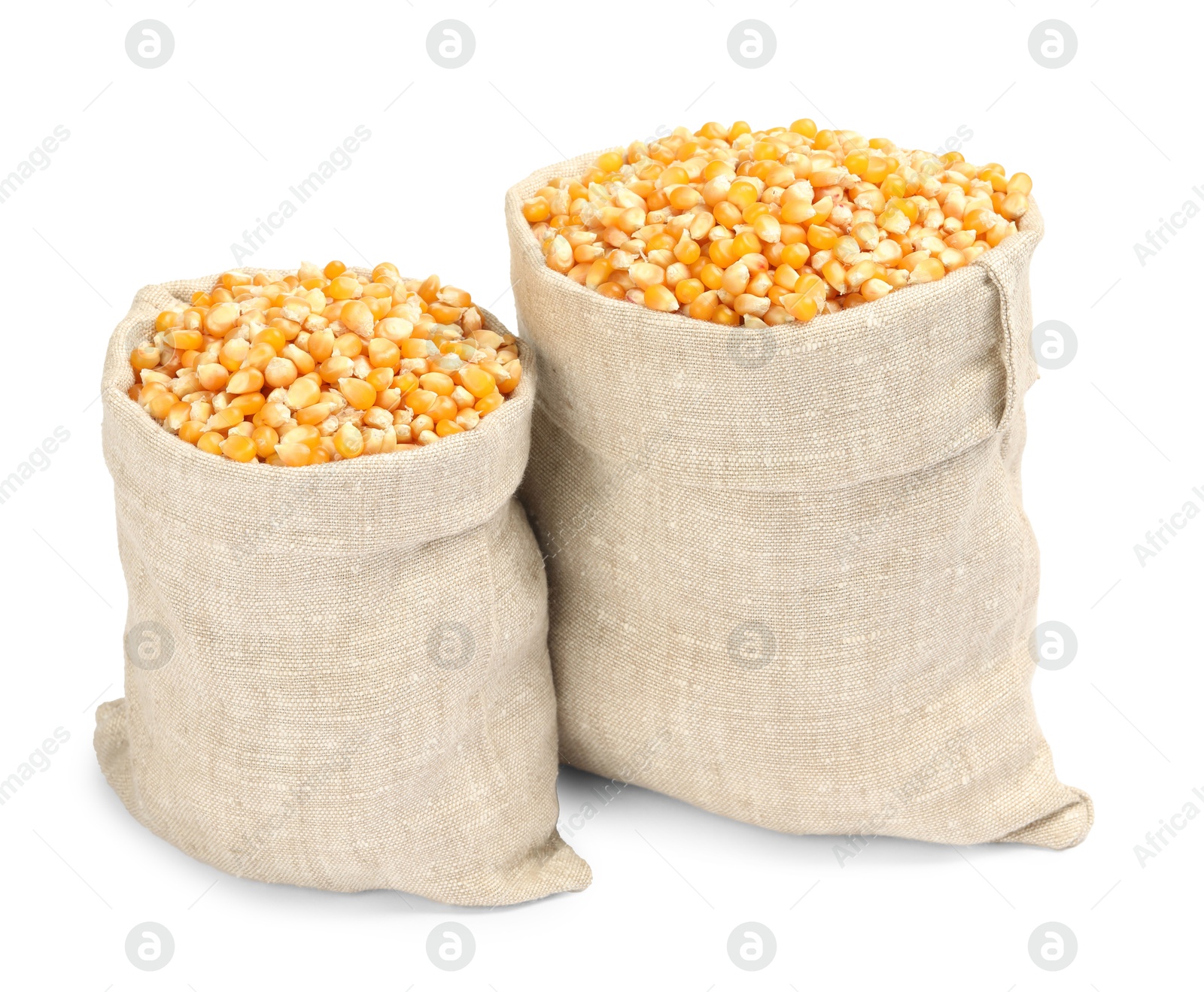 Photo of Fresh corn kernels in burlap sacks isolated on white